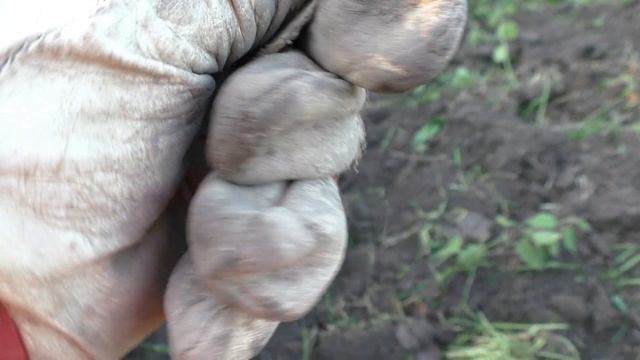 Опять все находки около печи. Шурф сельского дома . смотреть онлайн