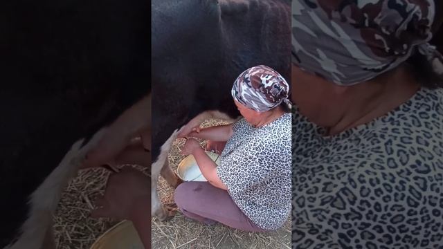 А сколько наша корова даёт молока?Обновили подойник для молока. смотреть онлайн