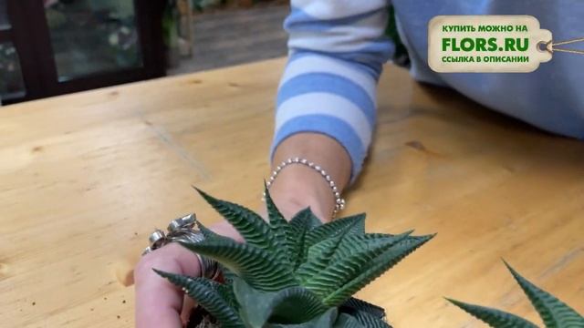 Хавортия Лимифолия Твист - танцующий суккулент | Эффектное комнатное растение смотреть онлайн