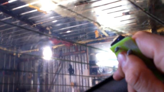 Снятие старой тонировки с заднего стекла