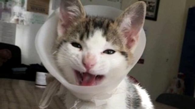ЕГО запинали ногами и подбросили к ресторану.. Котёнок очень хотел жить... смотреть онлайн