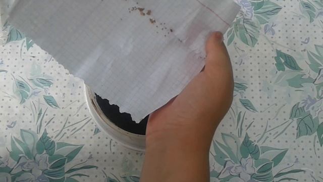 ВЫРАЩИВАЕМ ИНЖИР ИЗ СЕМЯН. ЛУЧШИЙ СПОСОБ ПОСАДКИ смотреть онлайн