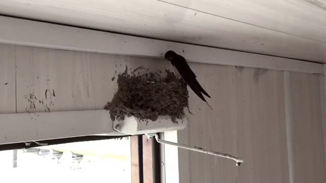 Famely... Семья ласточек смотреть онлайн