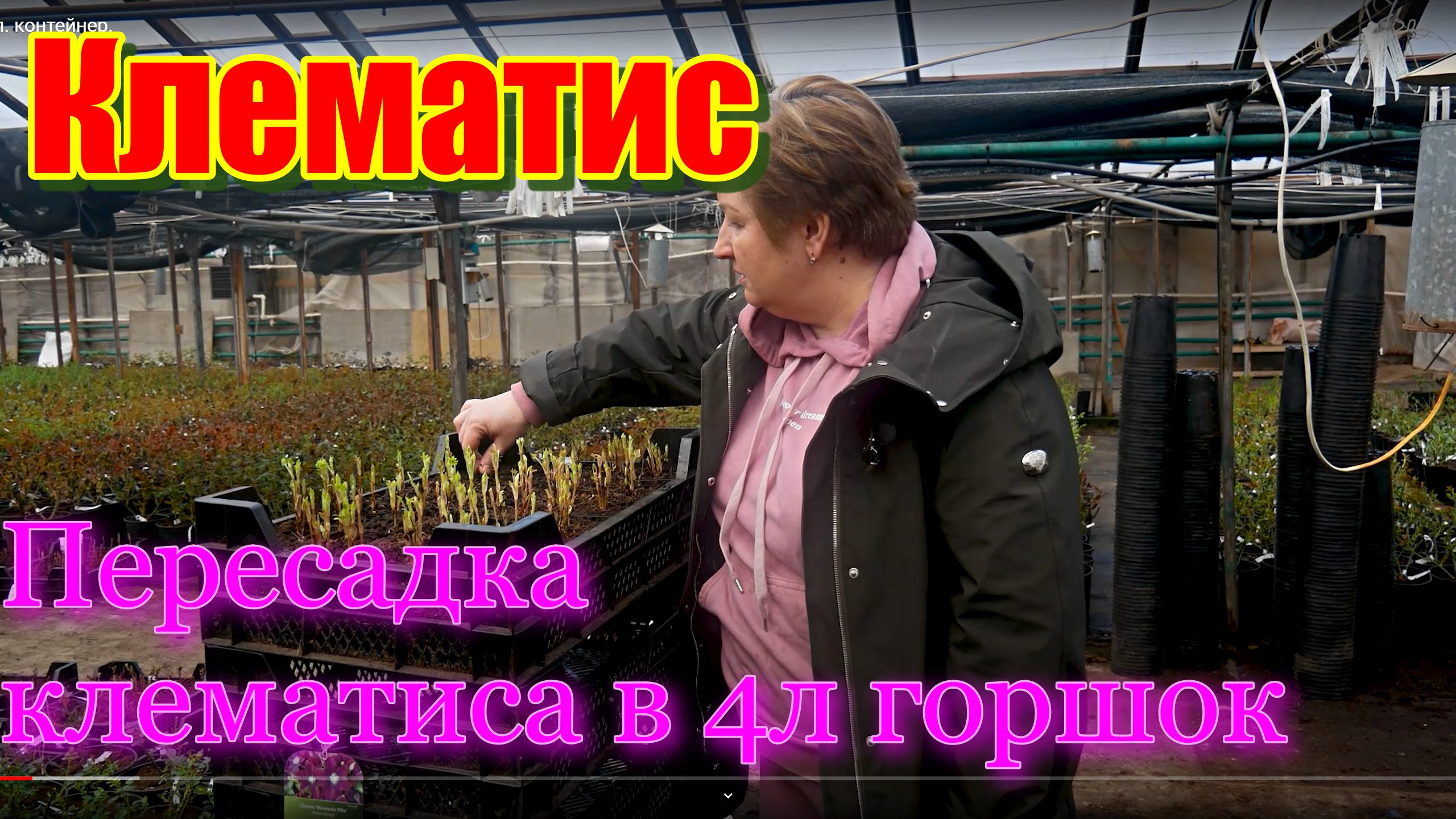 Пересадка клематиса в 4л контейнер смотреть онлайн