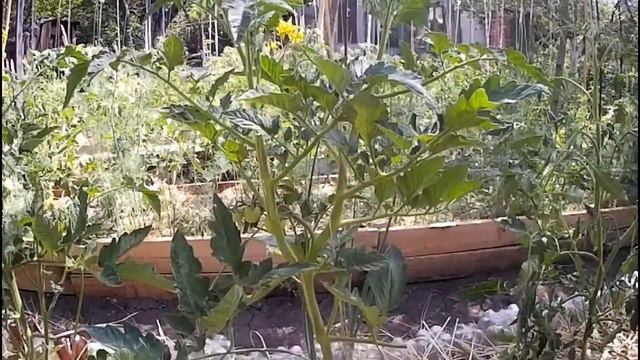 Мои томаты на 20 июня. My tomatoes are on the 20th of June. смотреть онлайн