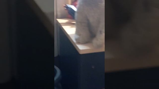 мой питомец Джек смотреть онлайн