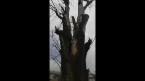 валка большого дерева лебедкой тополя 35 40 м