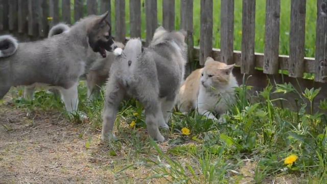 щенки и кот смотреть онлайн
