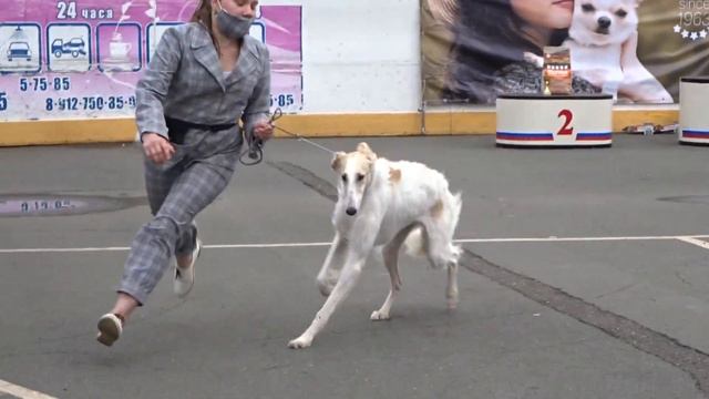 Русская псовая борзая Улания со Шкодного Двора смотреть онлайн