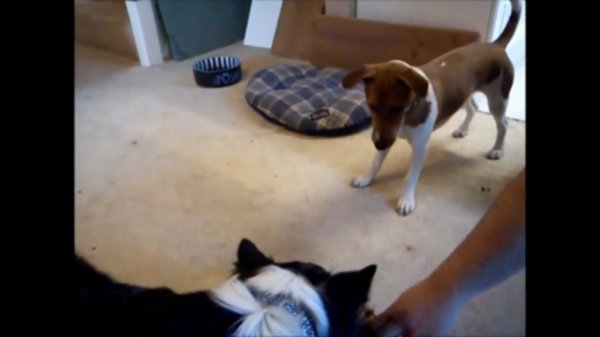 Собачьи игры 