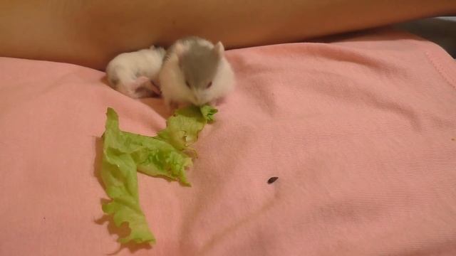 Только Хлеба Купить... / Алиса Усыпила Хомячонка?... / Наши покупки и наш Вечер / Easy Rose смотреть онлайн