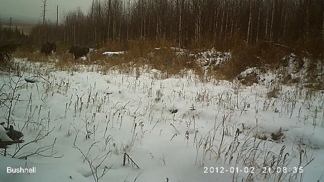 Лосиха с лосёнком Висимский заповедник 13 11 17 смотреть онлайн