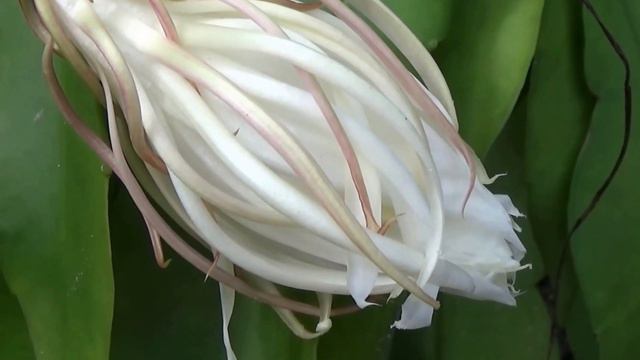 Orchid cactus,blooming in the garden смотреть онлайн