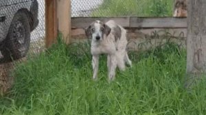 Над собакой издевались  мальчики