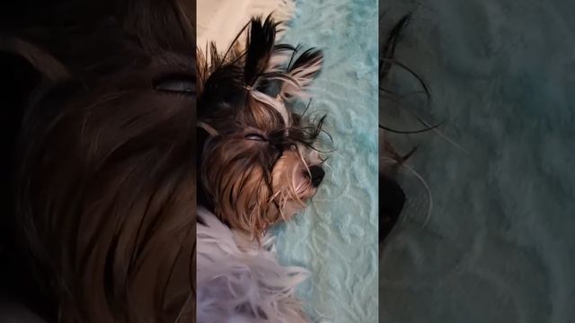 Бивер спит. Дьявол ...))), голубой глаз смотреть онлайн