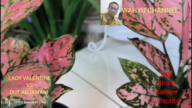 PERBEDAAN AGLONEMA LADY VALENTINE DENGAN DUT ANJAMANI@WAHYU CHANNEL смотреть онлайн