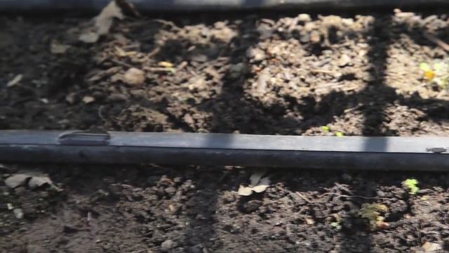 Growing Organic Basil to Use in Your Kitchen смотреть онлайн