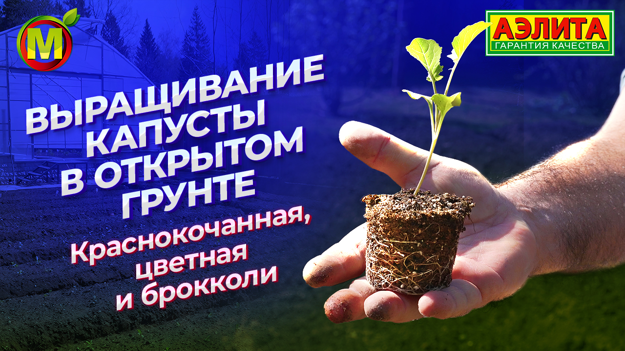 Выращивание капусты в открытом грунте: краснокочанная капуста, цветная капуста, брокколи. смотреть онлайн