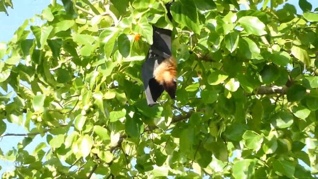 Furaveri Island Resort & Spa Full Island Overview