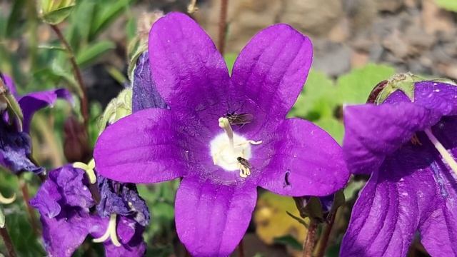 Осетия - Святилище Святого Георгия. Ингушетия - Башенный комплекс Цори. 10.06.2023 г.