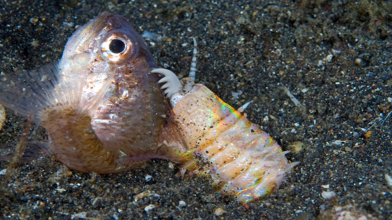 3 метровый червяк, проглатывает рыб, осьминогов и кальмаров..mp4 смотреть онлайн