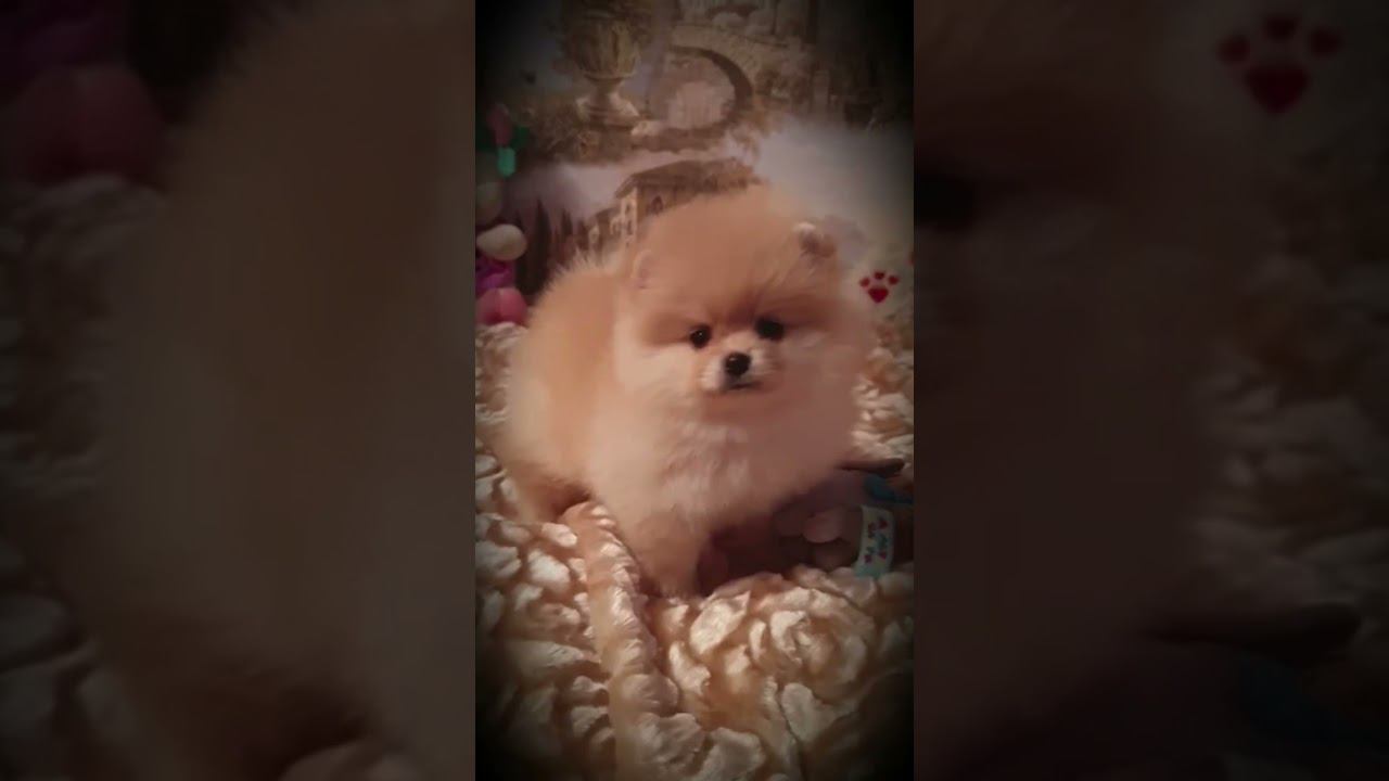 Милашка Шпиц смотреть онлайн