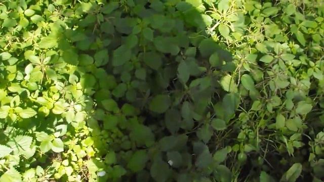 Рим мартовский (2016). Римская крапива. Rome 2016. Roman nettle смотреть онлайн