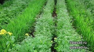 КАК УЛУЧШИТЬ ГЛИНИСТУЮ ПОЧВУ в САДУ? Добавьте это в почву и она станет рыхлая и питательная