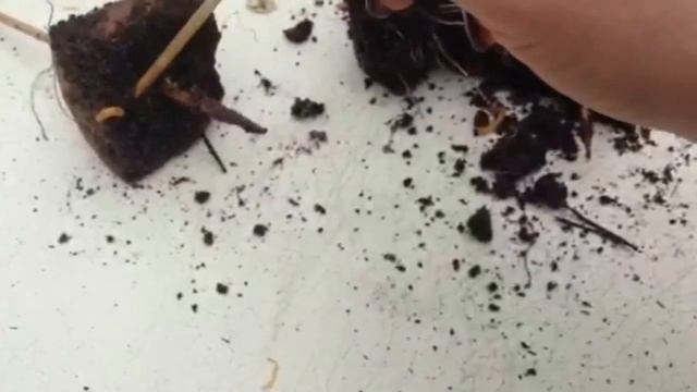 Как бороться с проволочником? | Как сделать ловушки-приманки.