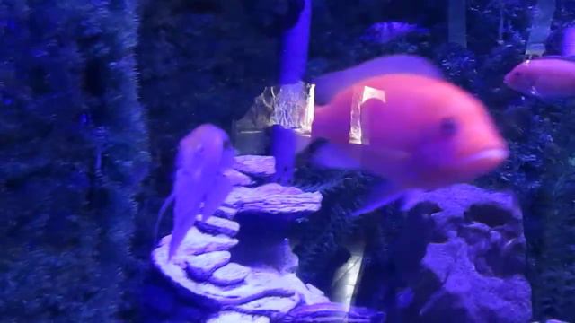 Морской зоопарк в Мацесте смотреть онлайн