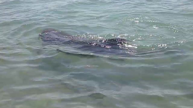 Украина. Дельфин.  Херсонская обп. Лазурное. Остров Джарылгач.