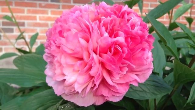 Peony Salmon Hayes - www.peonyshop.com смотреть онлайн