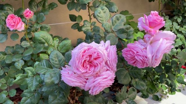 Summer Romance Rose Peak First Spring Flush of 2023 смотреть онлайн