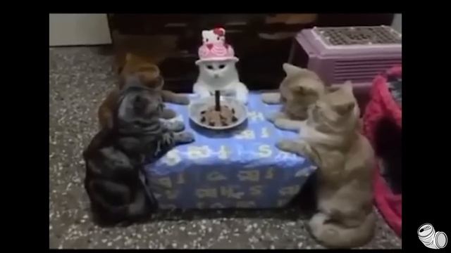 YOU LAUGH YOU IDIOT | MEMES смотреть онлайн