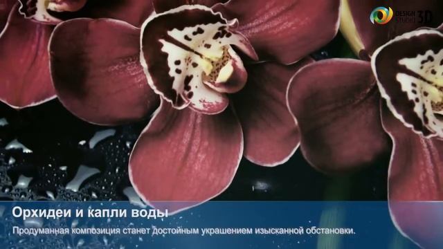 3D фотообои 'Орхидеи и капли воды' смотреть онлайн