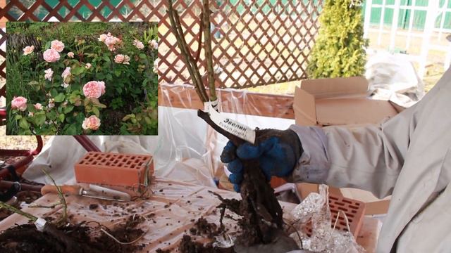 Распаковка посылки с розами. Розы Бутримовых смотреть онлайн