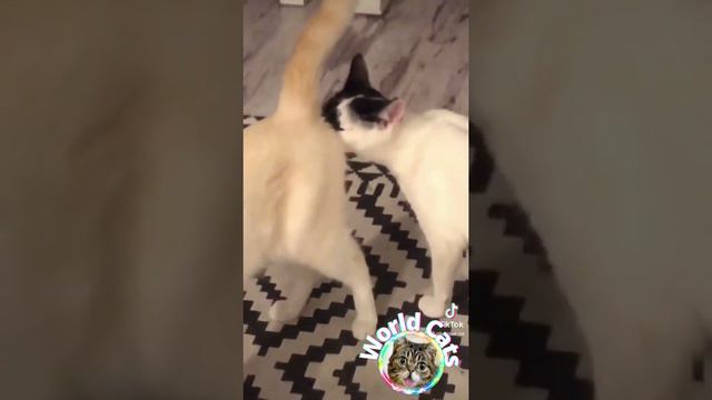 funny moments, cute animals - cat videos, Funny cat video смотреть онлайн