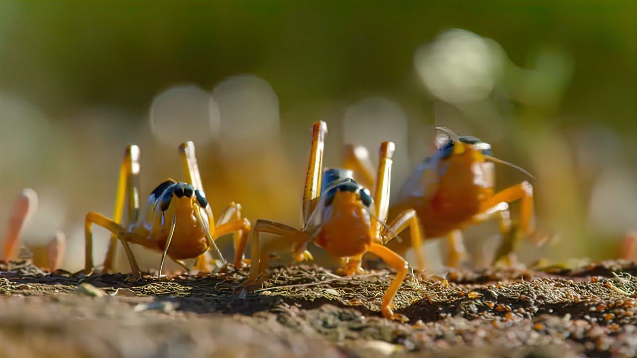 Миллионы саранчи пожирают все на своем пути! смотреть онлайн