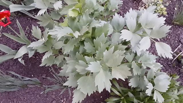 #пряныетравы Любисток- пряные травы в саду! смотреть онлайн