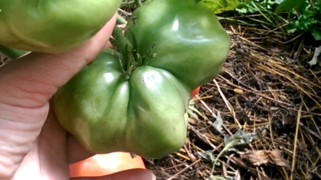 Томат Петруша огородник на 25 августа смотреть онлайн