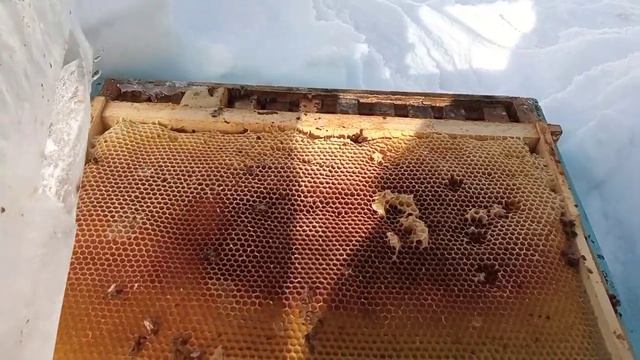 осмотр пчел 8 марта 2023. все ли живы? смотреть онлайн