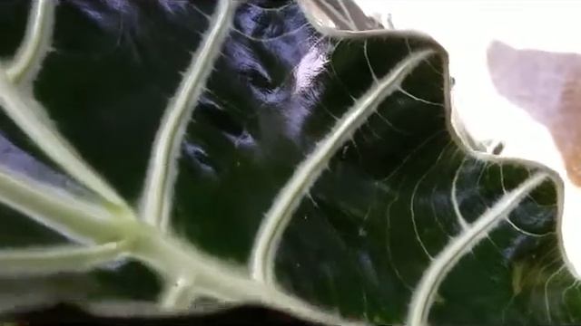 Alocasia Green Shield (Alocasia Cleypeolata) -  Sanderiana - & Gorgeous Pink NOID