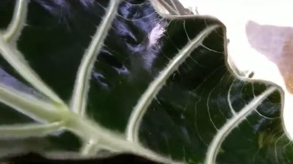 Alocasia Green shield (Alocasia Cleypeolata) -  Sanderiana - & Gorgeous Pink NOID