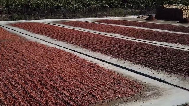 The FIRST American Chocolate Maker to WIN GOLD in Italy! смотреть онлайн