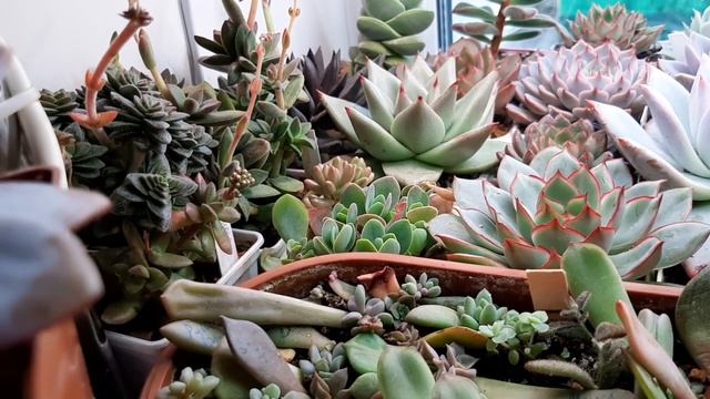 Плюсы и минусы уличного содержания суккулентов.Мой опыт. смотреть онлайн