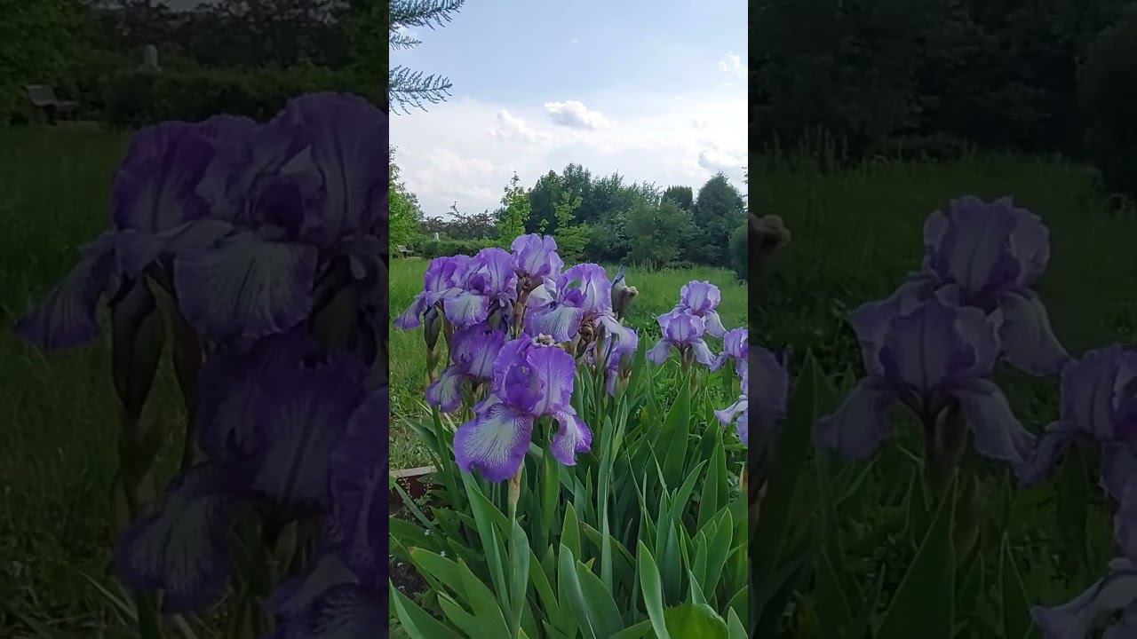 Прекрасное утро! #любовь смотреть онлайн