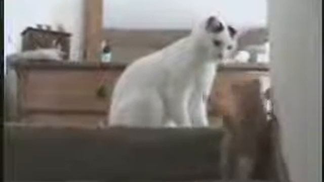 Kitty king of the hill Котенок стал царем горы смотреть онлайн