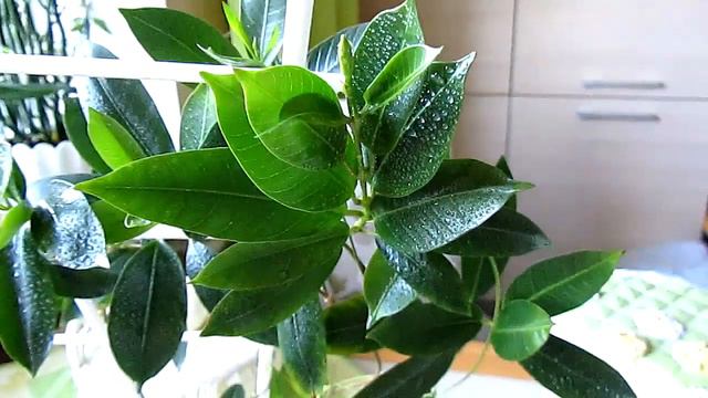 Бутоны и нахал в красном "прикиде"))) смотреть онлайн