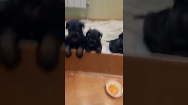 Щенки миттельшнауцера 2 смотреть онлайн