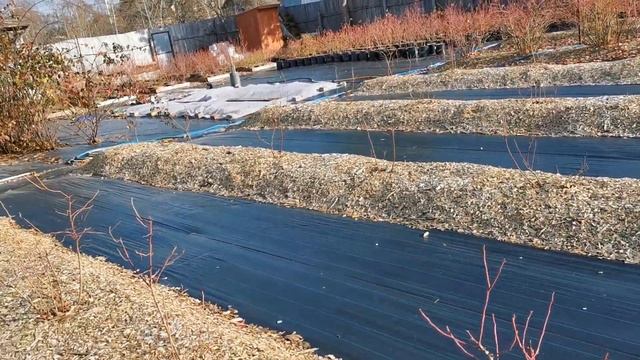 Как мы укрываем голубику на зиму. смотреть онлайн